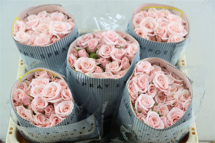 <h4>R Tr Pink Majolica (t)</h4>