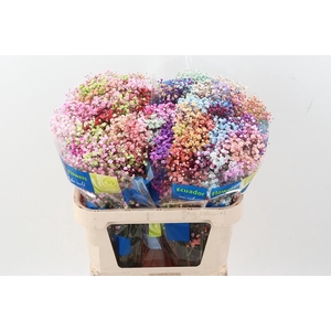 Gy Xlence Rainbow Tinted 40gr