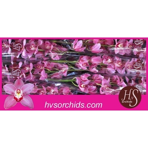 CYMB T PRINCESS 80 CM