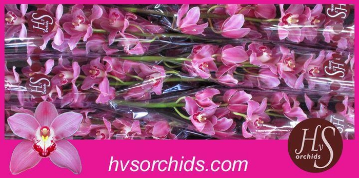 <h4>CYMB T PRINCESS 80 CM</h4>