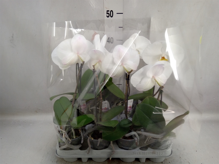 <h4>Phalaenopsis   ...white</h4>