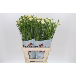 Ran Butterfly Keramos