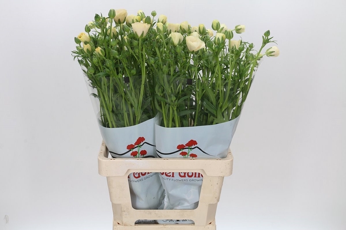 <h4>Ran Butterfly Keramos</h4>