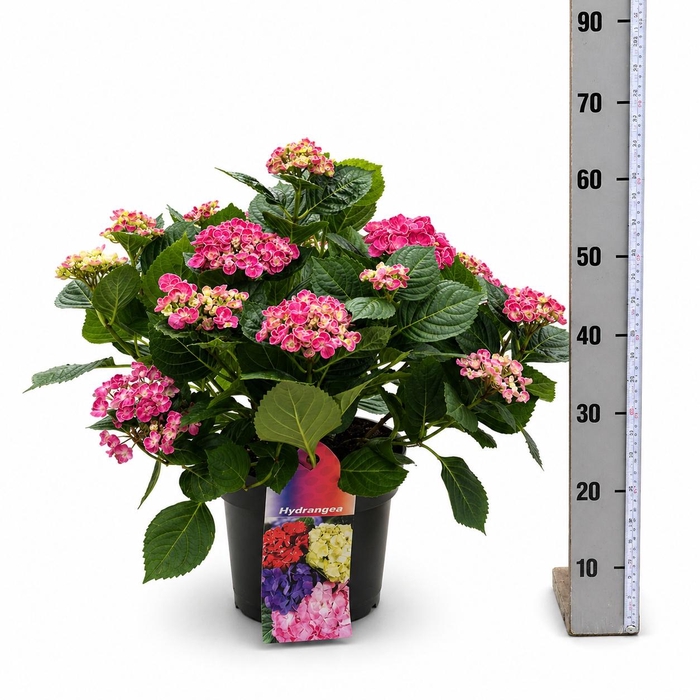 <h4>HYDR M CURLY WURLY</h4>