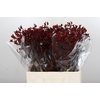 Anigozanthos Bush Ruby
