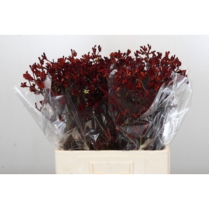 Anigozanthos Bush Ruby