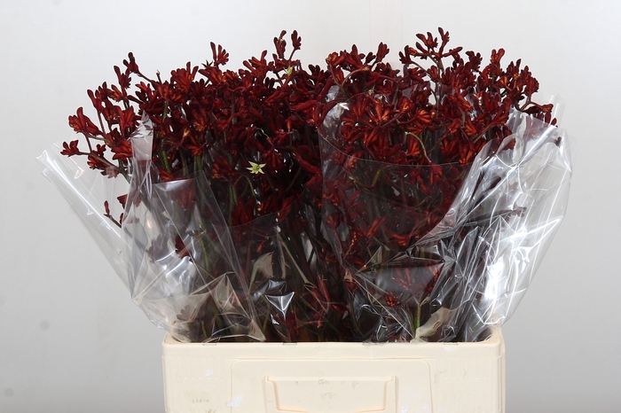 <h4>Anigozanthos Bush Ruby</h4>