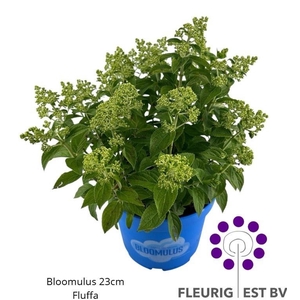 HYDR PA BLOOM FLUFFA