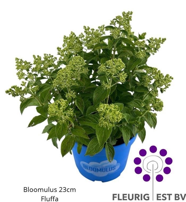 <h4>HYDR PA BLOOM FLUFFA</h4>