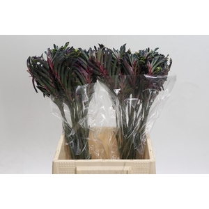 Anigozanthos Celebrations Firework