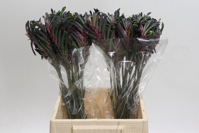 <h4>Anigozanthos Celebrations Firework</h4>