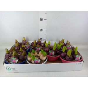 Hyacinthus orie.   ...mix 3