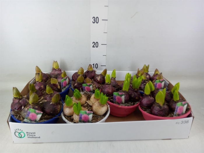 <h4>Hyacinthus orie.   ...mix 3</h4>