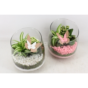 arr2 PL - Glas Elegant - roze/wit