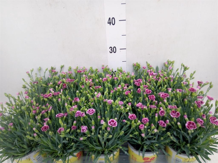 <h4>Dianthus allw. 'Lucky Lips Lara'</h4>