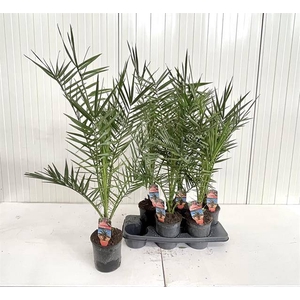 PHOENIX CANARIENSIS P15