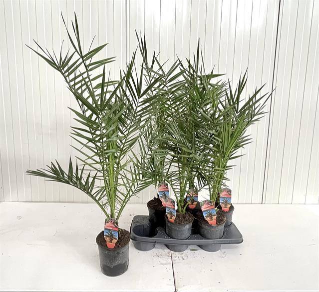 <h4>PHOENIX CANARIENSIS P15</h4>