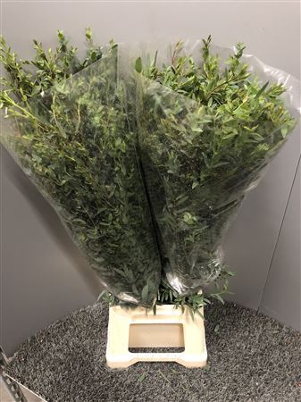 Euca Parvifolia 300gr