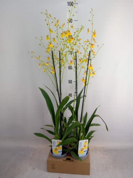 <h4>Oncidium   ...</h4>