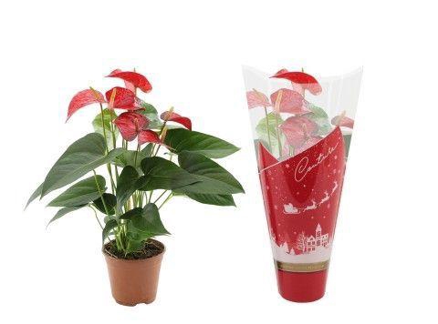 <h4>Anthurium Red Bull in Couture Christmas sleeve</h4>