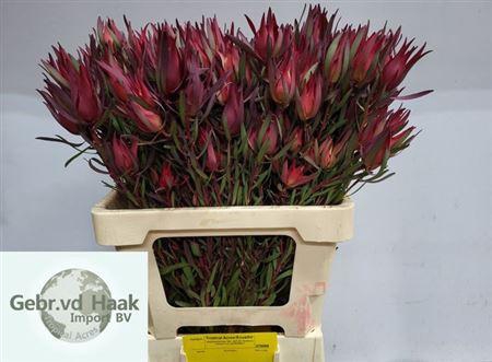 <h4>Leucad Salignum</h4>