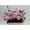 Dahlia (Ball Grp) 'Genova'
