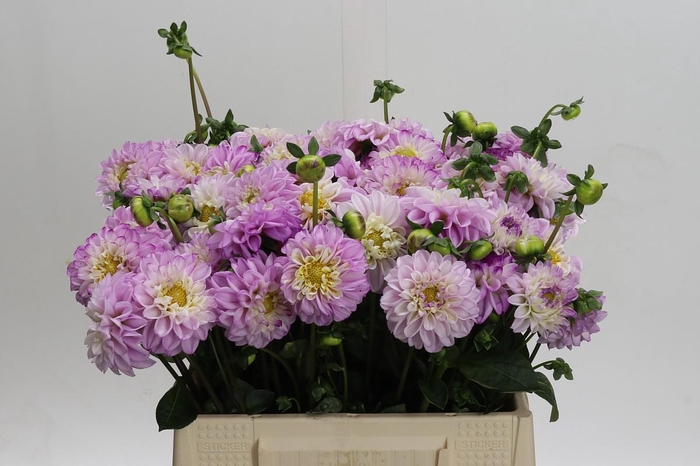 Dahlia (Ball Grp) 'Genova'