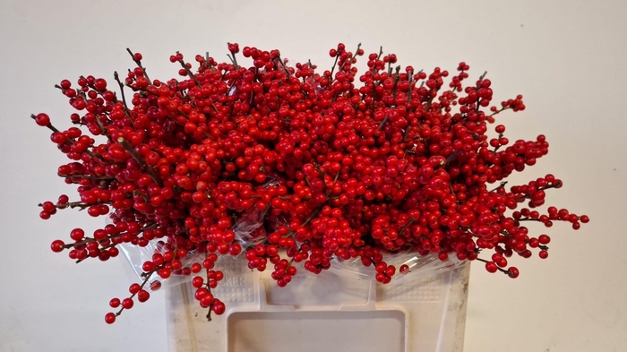 <h4>ILEX VE RODE BES</h4>