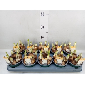 Narcissus DU 'Bridal Crown'