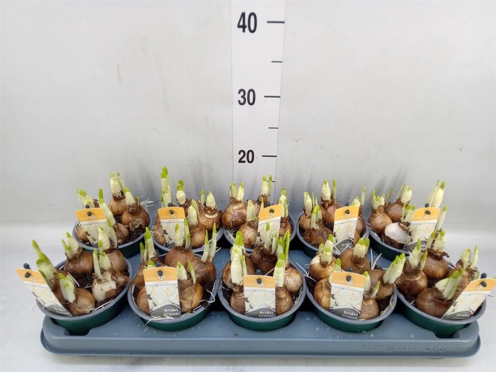 <h4>Narcissus DU 'Bridal Crown'</h4>