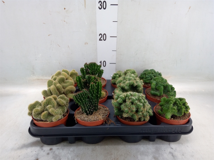 <h4>Cactus   ...</h4>