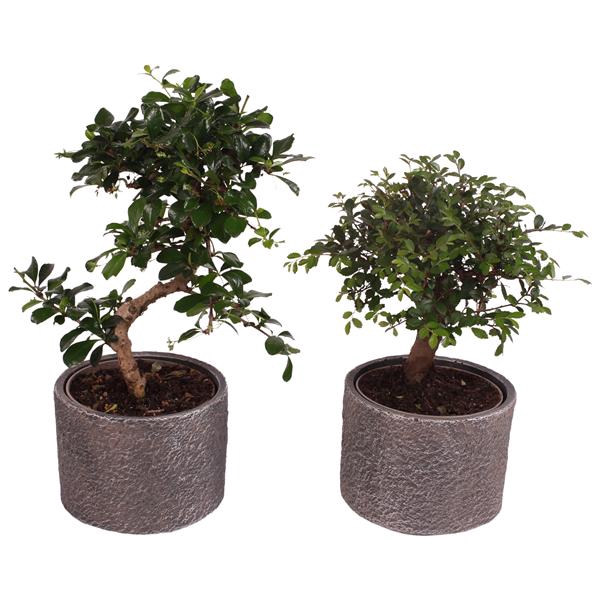 <h4>Bonsai Indoor Mix Ø12cm Mix B/S Shape in Ø14cm Ceramic NT566</h4>