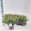 Calluna Garden Girls Lena