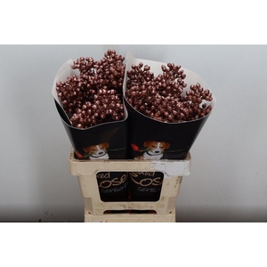 Rosa Bottel Wx Koper Fijn