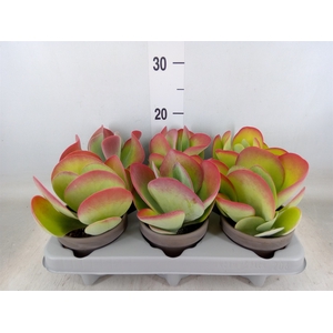 Kalanchoe NF thyrsiflora