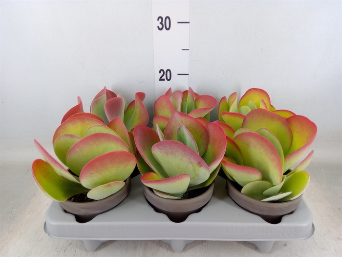<h4>Kalanchoe NF thyrsiflora</h4>