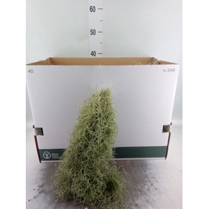 Tillandsia usneoides