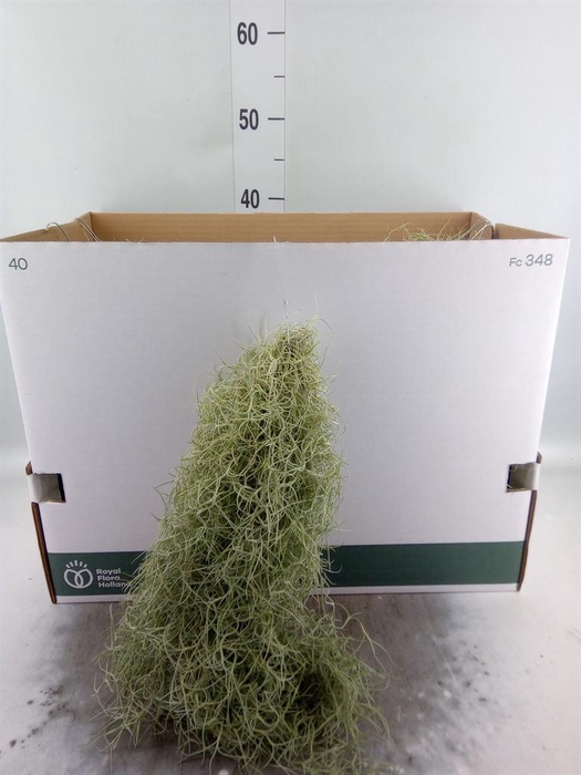 <h4>Tillandsia usneoides</h4>