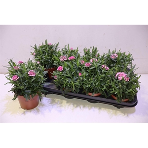 arr8 Dian Osc Pink Purple