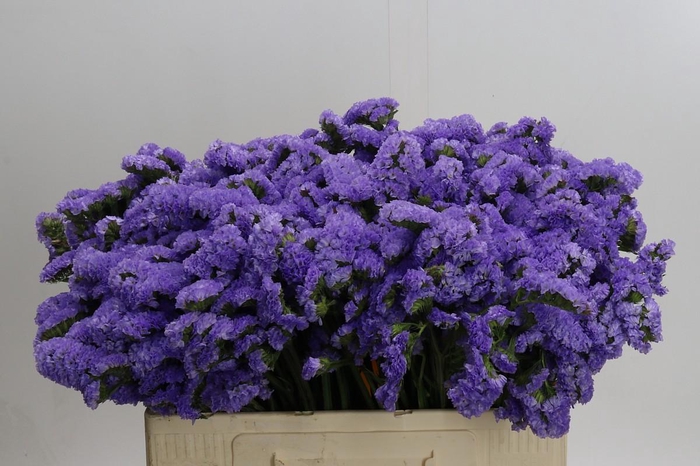 <h4>Limonium sinuatum Ana Blue</h4>