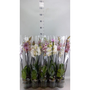 Phalaenopsis   ...mix  5