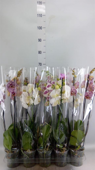 <h4>Phalaenopsis   ...mix  5</h4>