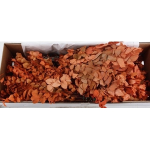PF EUCA STUARTIANA ORANGE BS 150GR