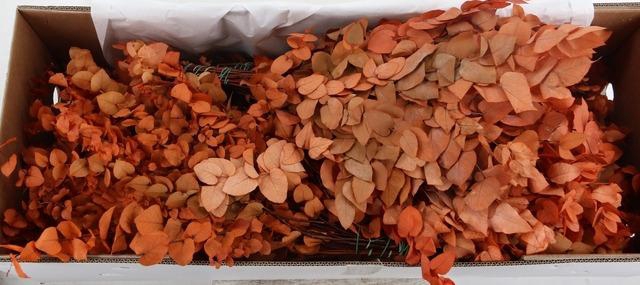 <h4>PF EUCA STUARTIANA ORANGE BS 150GR</h4>