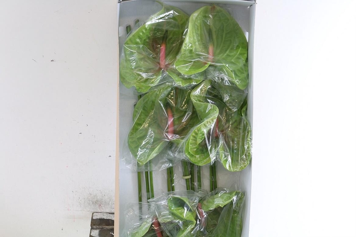 <h4>Anth A Pistache X10</h4>