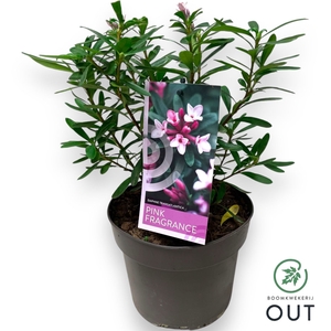 Daphne tr. Pink Fragance P17