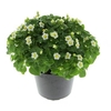 arr8 Exacum White Star