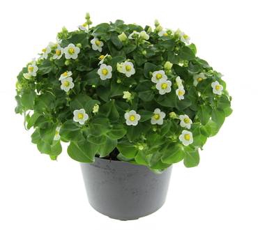 arr8 Exacum White Star