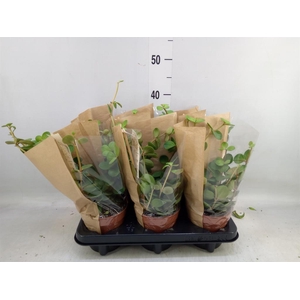 Peperomia tetraphylla 'Hope'