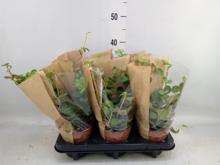 <h4>Peperomia tetraphylla 'Hope'</h4>